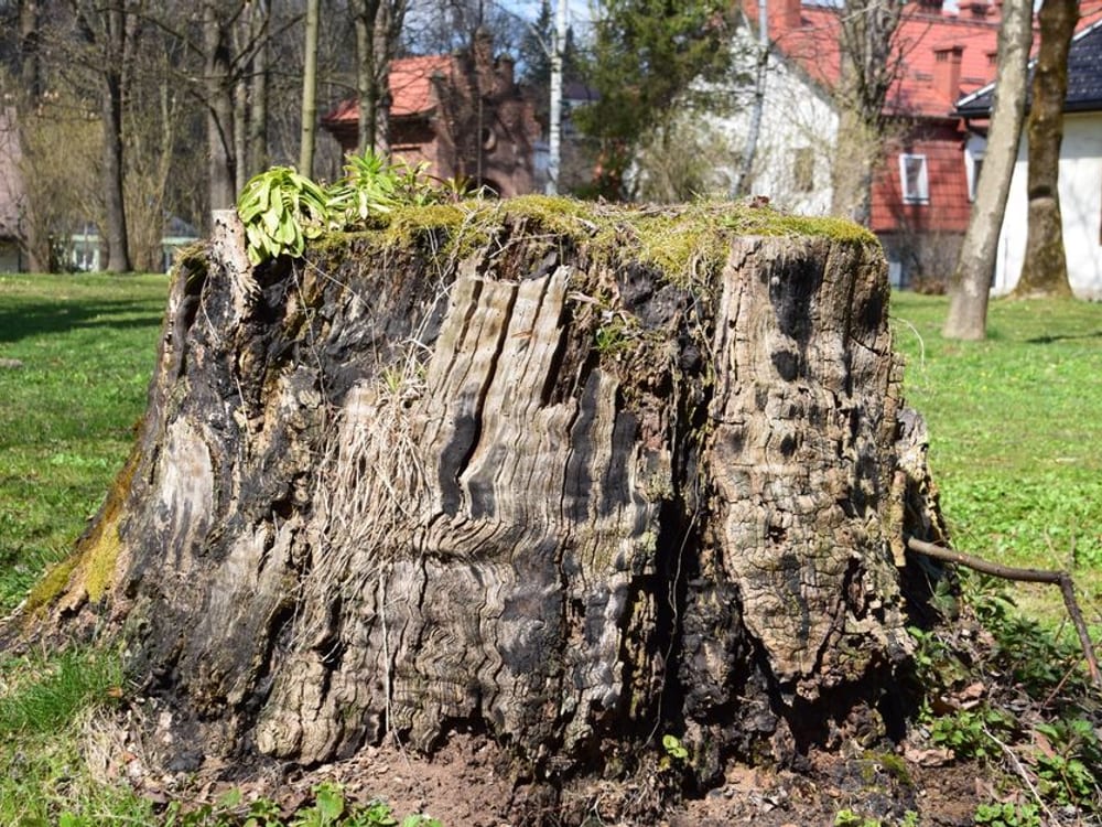 Stump grinding
